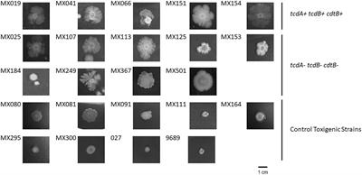 Phenotypic Characterization of Non-toxigenic Clostridioides difficile Strains Isolated From Patients in Mexico